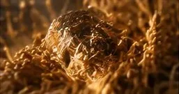 Close-up of a single grain of wheat among stalks.
