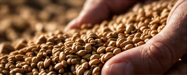 A hand scooping harvested grain.